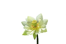 花卉,杵,蕊