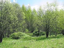 春天,森林,蓝色的天空