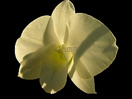 狗礼品温室,观赏花,开花