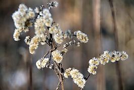 干花,花,冬季