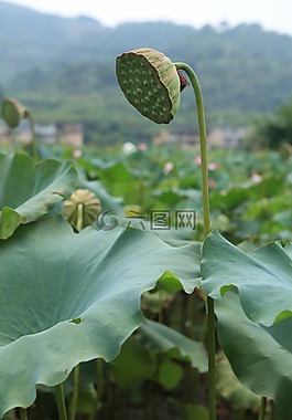 莲花,荷花,荷叶