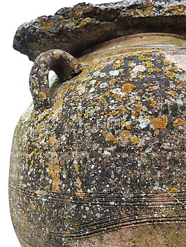 罐子里,陶瓷,地衣
