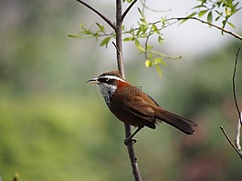 小彎嘴,畫眉鳥,台北