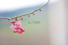 春天,梅花,巨济