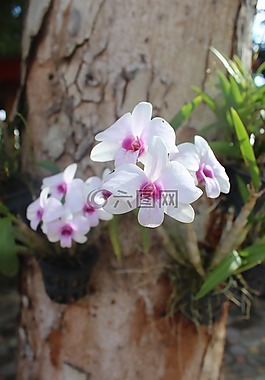 花卉,清新,植物