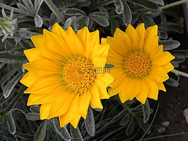 鲜花,特写,花园