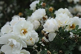 盛夏,盛夏的玫瑰,白色的花