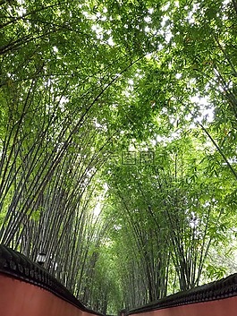 竹子,锦里,绿色