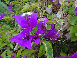 紫色的花秋树图片 紫色的花秋树素材 紫色的花秋树模板免费下载 六图网
