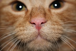 nas,猫,宠物