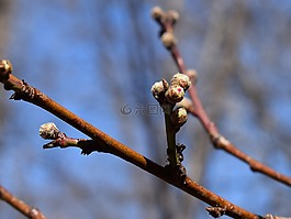 桃花芽,桃树,芽