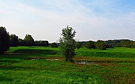 草,绿色,春