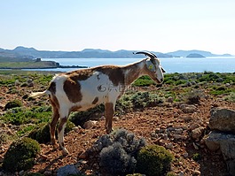 山羊,比利山羊,国内山羊