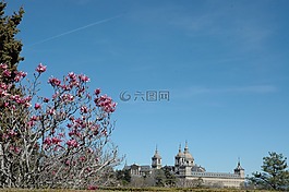 寺,埃斯科里亚尔,花