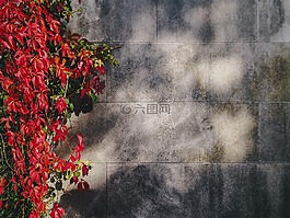 墙,红色,花