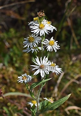 白aster,野花,花