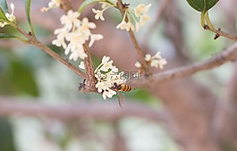 花,乡村生活,蜜蜂
