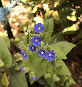 蓝色,鲜花,蓝色花
