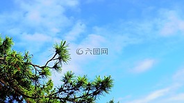 天空,松,镜浦