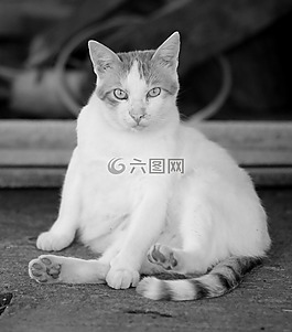 猫,白,懒