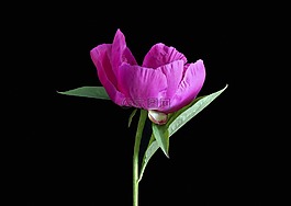 粉色牡丹,花,牡丹