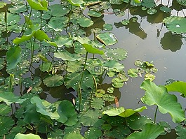 水,绿荷,池塘