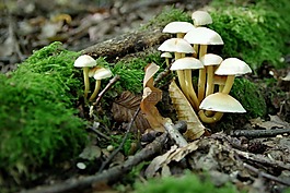 蘑菇,opieńki,苔藓