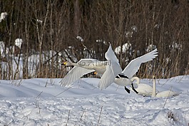 动物,森林,木材