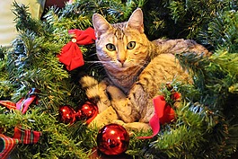 圣诞节,猫,节日