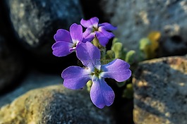 matthiola虎,野花,紫色