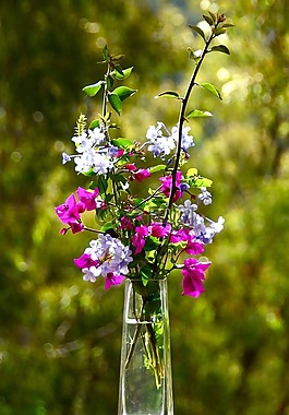 鲜花,特写,花瓣