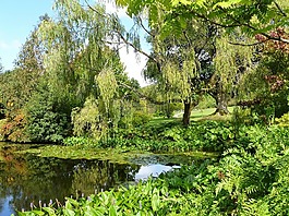 英式花园,水,花园