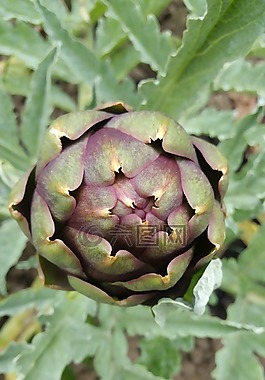 洋蓟植物,菊芋,蔬菜