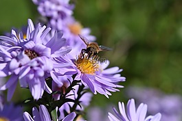 aster frikartii,雏菊,aster
