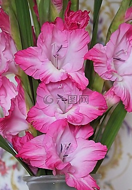 唐菖蒲,gladiolenblüten,红白