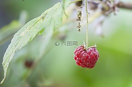 树莓,红色,水果