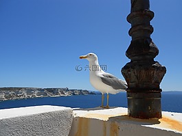 海鸥,科西嘉,假日