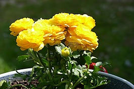 酒桶,鲜花,黄色