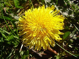黄色,花卉,黄色花