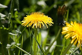 普通的蒲公英,蒲公英,花