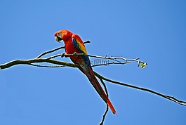 鹦鹉,ara,鸟
