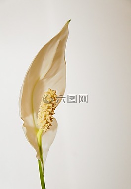 花,室内植物,开花