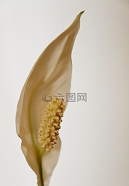 花,室内植物,开花