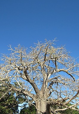 猴面包树,飞行,非洲