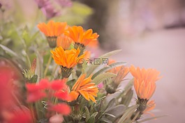 花,橙色,红色