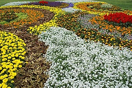 国家园林展,鲜花