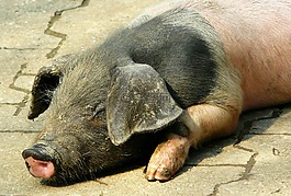 猪,小猪,快乐的猪