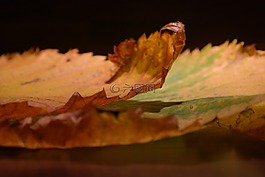榆树叶子,边缘,穿孔