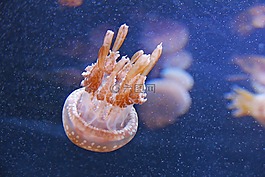 海蜇,鱼,蓝色
