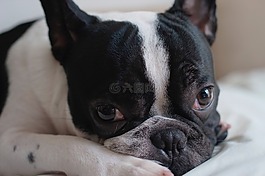 frenchie,french bulldog,dog